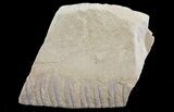 Pennsylvanian Fossil Fern (Alethopteris) - Kansas #65376-1